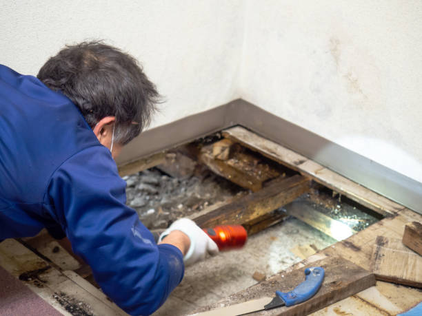 Best Residential Mold Removal  in Ellijay, GA