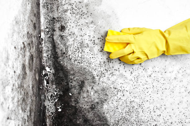 Best Professional Mold Removal  in Ellijay, GA