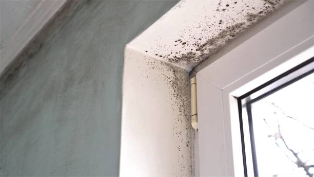 Best Mold Cleaning Services  in Ellijay, GA