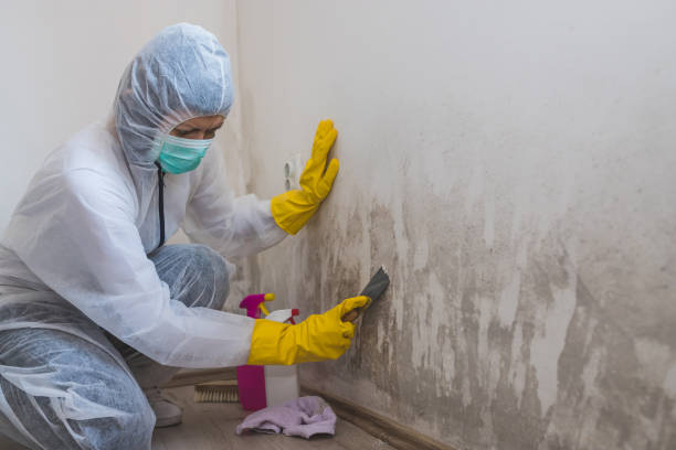 Best Mold Cleaning Services  in Ellijay, GA