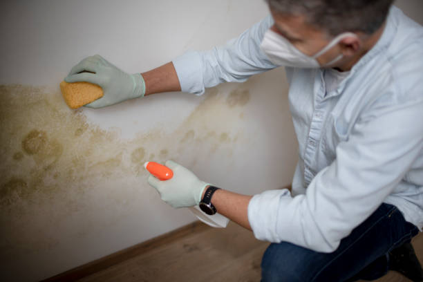 Best Certified Mold Removal  in Ellijay, GA