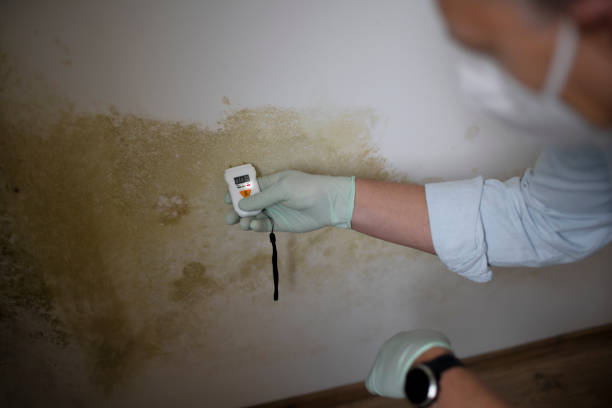 Best Mold Testing  in Ellijay, GA