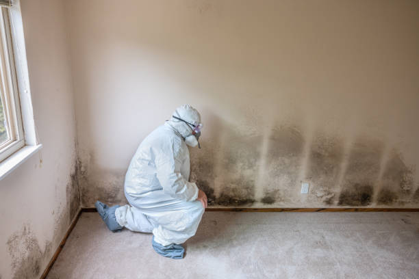 Best Home Mold Removal  in Ellijay, GA