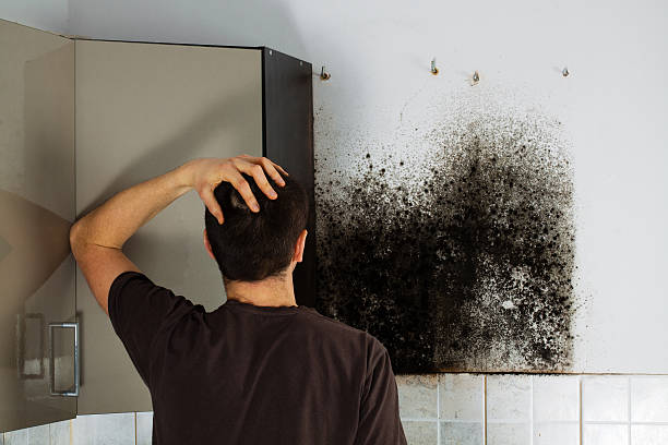 Mold Testing and Removal in Ellijay, GA