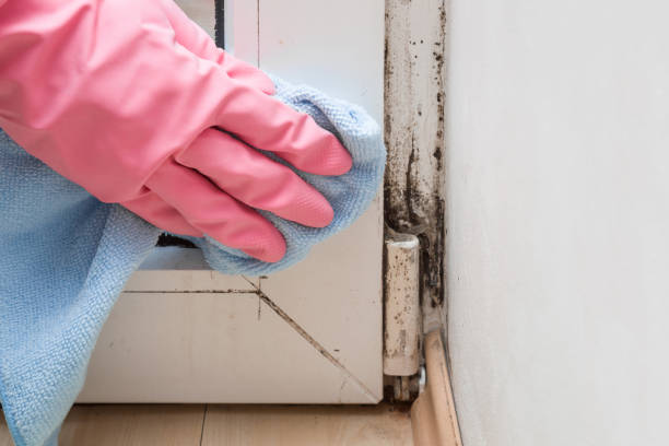 Mold Testing and Removal in Ellijay, GA